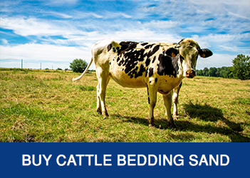 Buy Cattle Bedding Sand